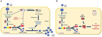 Structure-Based Virtual Screening to Identify Novel Potential Compound as an Alternative to Remdesivir to Overcome the RdRp Protein Mutations in SARS-CoV-2